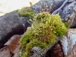 Attēlu rezultāti vaicājumam “Campylium protensum sporophyte”