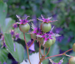 Attēlu rezultāti vaicājumam “Crataegus x macrocarpa”