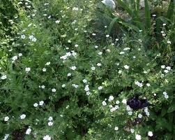 Attēlu rezultāti vaicājumam “Geranium pyrenaicum leaf”