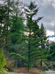 Attēlu rezultāti vaicājumam “Abies veitchii”