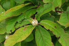 Attēlu rezultāti vaicājumam “Mespilus germanica leaf”