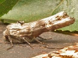 Attēlu rezultāti vaicājumam “Lithomoia solidaginis”