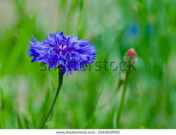 Attēlu rezultāti vaicājumam “Cyanus segetum”