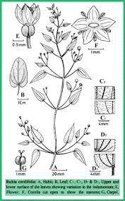 Attēlu rezultāti vaicājumam “Rubiaceae”