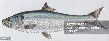 Image result for Alosa alosa