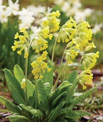 Attēlu rezultāti vaicājumam “Primula veris flower”