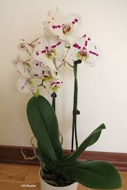Attēlu rezultāti vaicājumam “Orchidaceae”