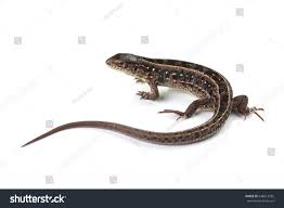 Attēlu rezultāti vaicājumam “Lacerta agilis female”