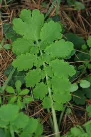 Attēlu rezultāti vaicājumam “Chelidonium majus leaf”