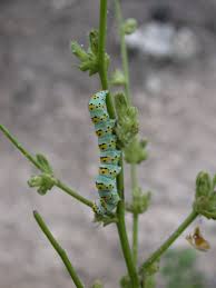 Attēlu rezultāti vaicājumam “Cucullia verbasci larva”