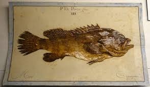 Image result for Epinephelus itajara