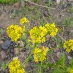 Attēlu rezultāti vaicājumam “Rorippa amphibia fruit”