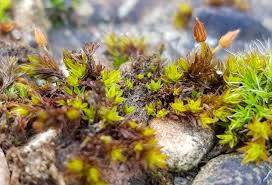 Attēlu rezultāti vaicājumam “Orthotrichum anomalum”