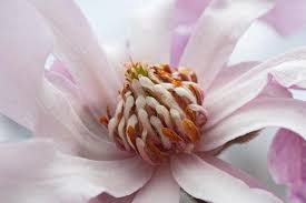 Attēlu rezultāti vaicājumam “Magnolia x loebneri flower”