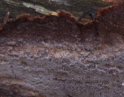 Attēlu rezultāti vaicājumam “Phellinus ferrugineofuscus”