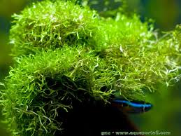 Attēlu rezultāti vaicājumam “Riccia rhenana”