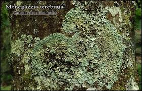 Attēlu rezultāti vaicājumam “Menegazzia terebrata”