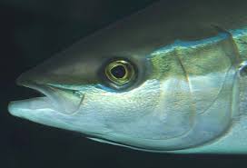 Image result for Elagatis bipinnulata