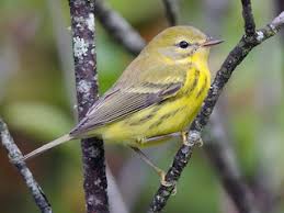 Attēlu rezultāti vaicājumam “Breidleria pratensis”