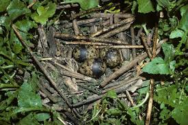 Attēlu rezultāti vaicājumam “Chlidonias niger eggs”