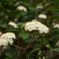 Attēlu rezultāti vaicājumam “Viburnum lantana  flower”