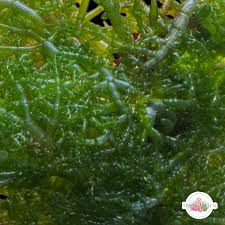 Attēlu rezultāti vaicājumam “Badhamia capsulifera var. arborea macro”