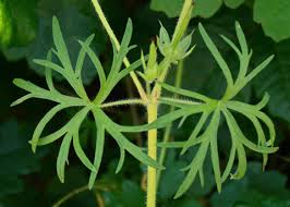 Attēlu rezultāti vaicājumam “Geranium dissectum leaf”