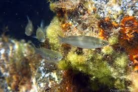 Image result for Liza aurata