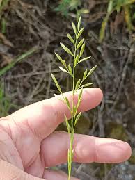 Attēlu rezultāti vaicājumam “Festuca pratensis”