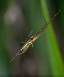 Attēlu rezultāti vaicājumam “Tetragnatha montana”