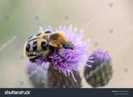 Attēlu rezultāti vaicājumam “Trichius fasciatus”