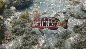 Image result for Serranus atricauda