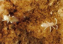 Attēlu rezultāti vaicājumam “Heteromurus nitidus”