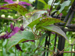 Attēlu rezultāti vaicājumam “Clematis leaf”