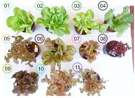 Attēlu rezultāti vaicājumam “Lactuca sativa”
