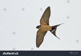 Image result for Cecropis daurica