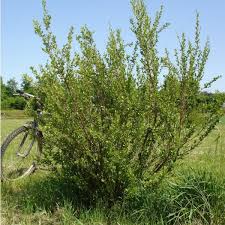 Attēlu rezultāti vaicājumam “Betula humilis”