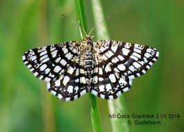 Attēlu rezultāti vaicājumam “Chiasmia clathrata”