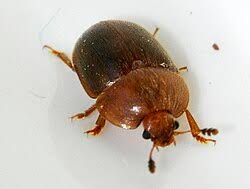 Attēlu rezultāti vaicājumam “Cychramus variegatus”