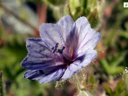 Attēlu rezultāti vaicājumam “Geranium bohemicum”