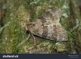 Attēlu rezultāti vaicājumam “Drepanidae”