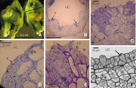 Attēlu rezultāti vaicājumam “Geocrypta galii”
