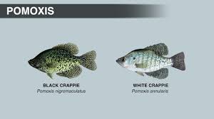 Image result for Pomoxis annularis