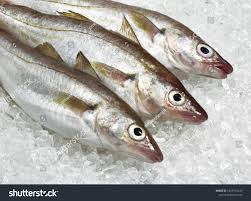 Image result for Merlangius merlangus