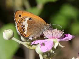 Attēlu rezultāti vaicājumam “Coenonympha arcania underside”
