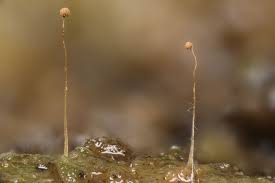 Attēlu rezultāti vaicājumam “Cribraria tenella spores”