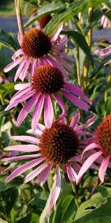 Image result for roter Sonnenhut