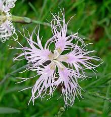 Image result for Dianthus superbus
