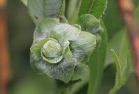 Attēlu rezultāti vaicājumam “Rhabdophaga rosaria”