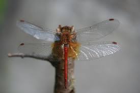 Attēlu rezultāti vaicājumam “Sympetrum flaveolum”
